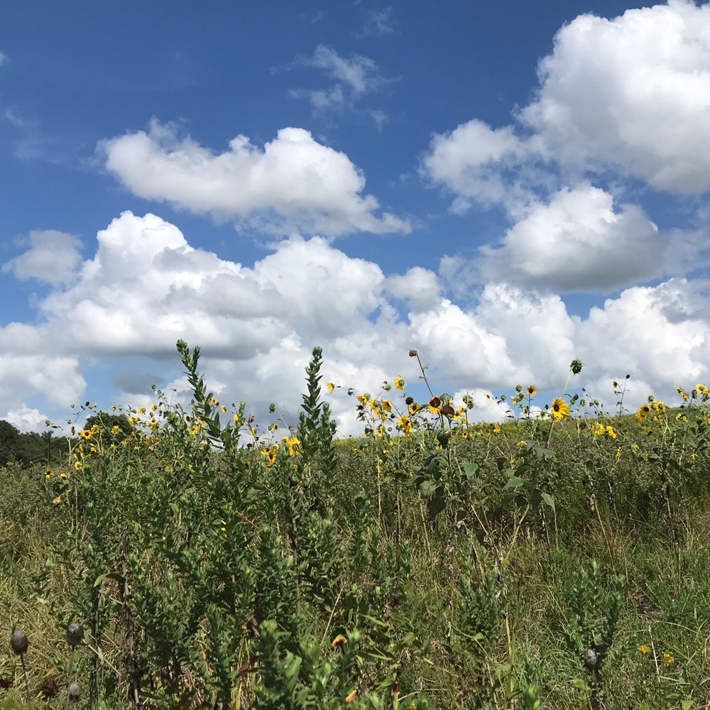 Meet your Posher, Liz